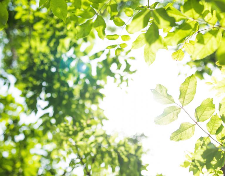 Immune Health Toolkit image of sunlight through tree leaves.